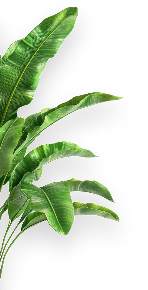 shape